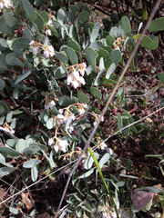 Arctostaphylos viscida