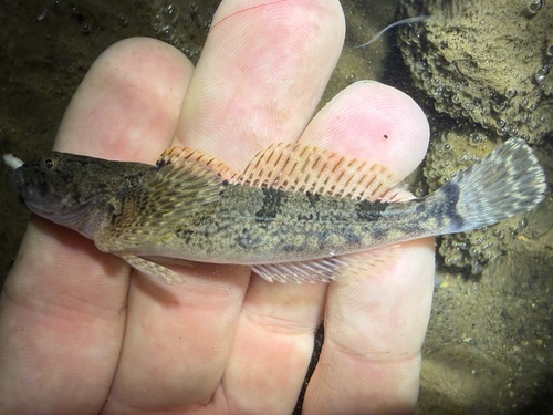 Japanse rivierdonderpad (Cottus nozawae) — Cottidae — 4