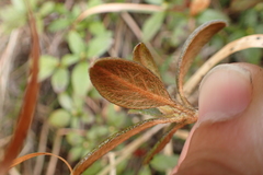 Rhododendron rubropilosum taiwanalpinum