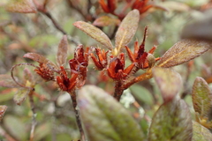 Rhododendron rubropilosum taiwanalpinum