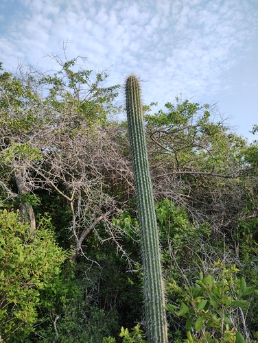 Cephalocereus nudus, photograph 3