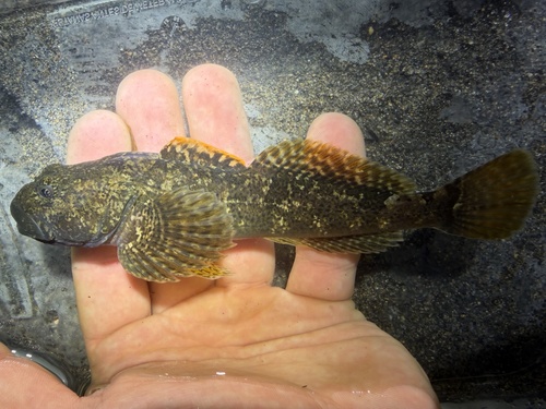 Japanse rivierdonderpad (Cottus nozawae) — Cottidae — 3