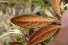 Rhododendron rubropilosum taiwanalpinum