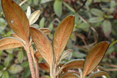 Rhododendron rubropilosum taiwanalpinum