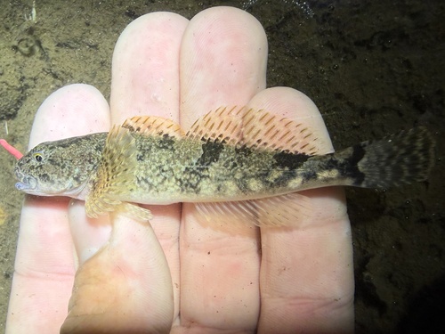 Japanse rivierdonderpad (Cottus nozawae) — Cottidae — 5