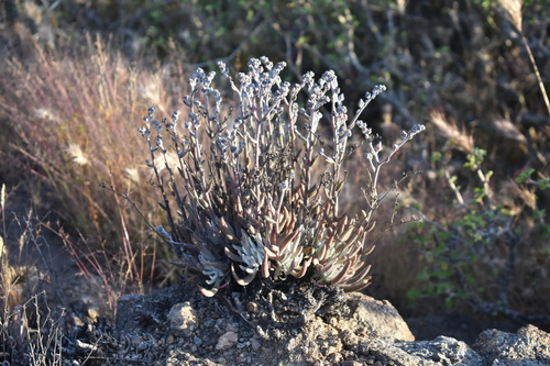 Orcutt's Live-for-ever