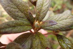 Rhododendron rubropilosum taiwanalpinum