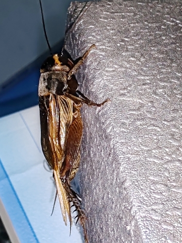 Teleogryllus occipitalis