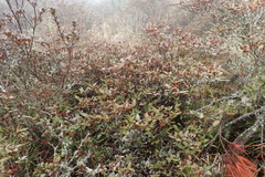 Rhododendron rubropilosum taiwanalpinum