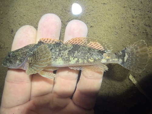 Japanse rivierdonderpad (Cottus nozawae) — Cottidae — 2
