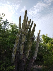 Cephalocereus nudus