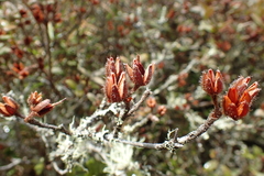 Rhododendron rubropilosum taiwanalpinum