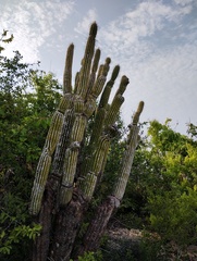 Cephalocereus nudus, photograph (c) Carlos Domínguez-Rodríguez, some rights reserved (CC BY)