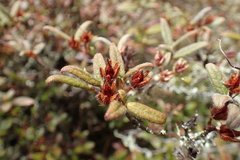 Rhododendron rubropilosum taiwanalpinum