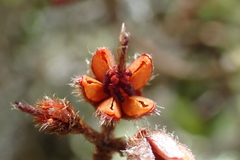 Rhododendron rubropilosum taiwanalpinum
