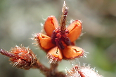 Rhododendron rubropilosum taiwanalpinum