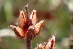 Rhododendron rubropilosum taiwanalpinum