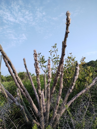 Pilosocereus collinsii, photograph 1