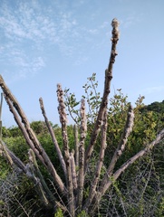 Pilosocereus collinsii