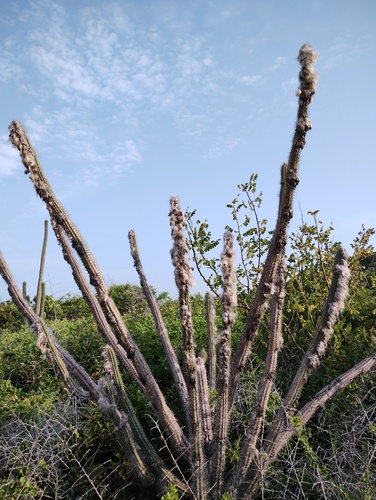 Pilosocereus collinsii, photograph 2