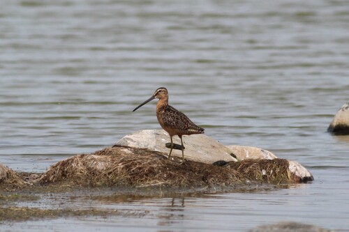 Long-billed Dowitcher