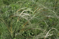Stipa pennata