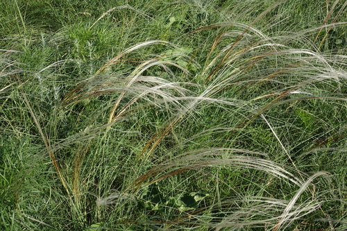 Stipa pennata, photograph 2