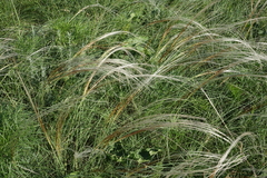 Stipa pennata, photograph (c) Oleg Kosterin, some rights reserved (CC BY)