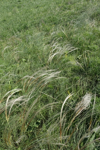 Stipa pennata, photograph 1