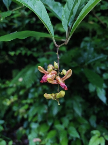 Polygala arillata observed 2026-07-16