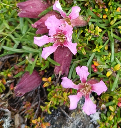 Saponaria pumila, photograph 3