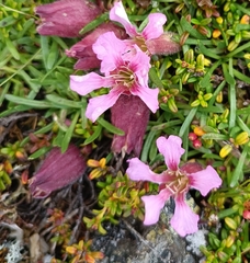 Saponaria pumila, photograph (c) Jonas Sielenkämper, some rights reserved (CC BY)