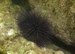 Centrostephanus tenuispinus