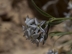 Amsonia