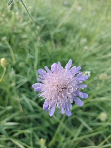 Field Scabious