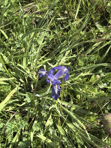 Iris thoroldii ionantha