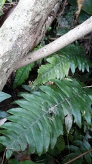Blechnum chambersii