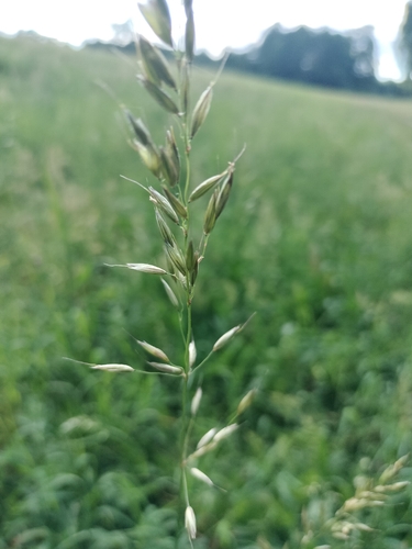 tall oat grass
