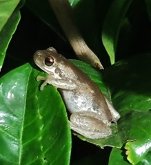 Litoria dentata