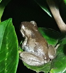 Litoria dentata