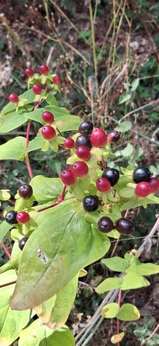 Tutsan