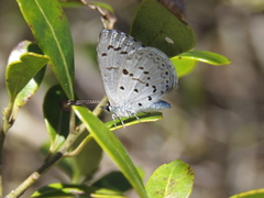 Celastrina idella