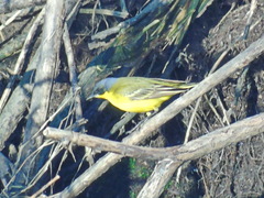 Motacilla flava thunbergi