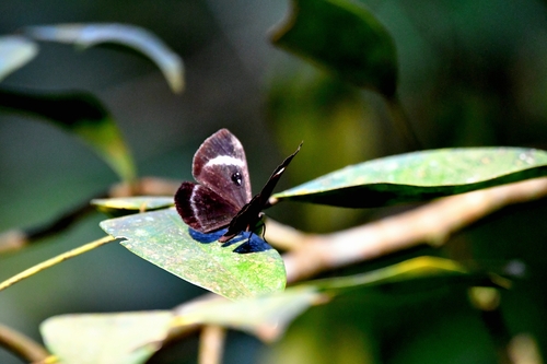 Mesosemia pardalis