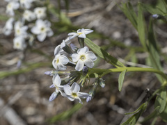 Amsonia