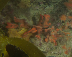 Clathria