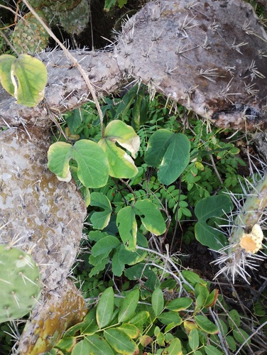 Passiflora mexicana, photograph 3