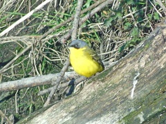Motacilla flava thunbergi