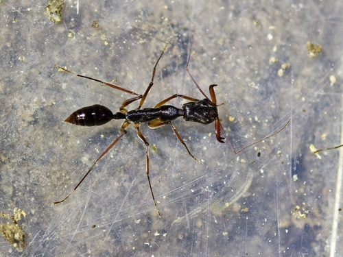 Odontomachus silvestrii