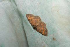 Hydrelia bicolorata